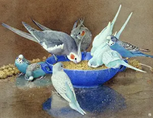 Budgerigars: Beauty Unadorned ' Budgerigars