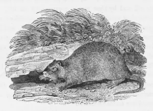 Castor: BEAVER (BEWICK)