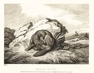 John Gay: A beaver biting off its own tail to escape from hunters