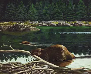Builds: Beaver builds Dam