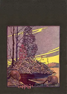 Beavers: Beaver Dam