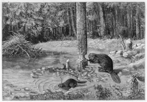 Choosing: BEAVER FELLING TREE