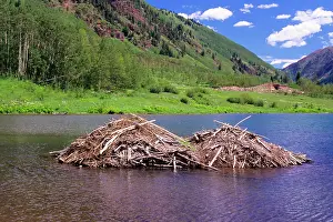 Beavers: Beaver Lodges in Lake Aspen