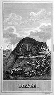 Beavers: BEAVER (MAGUIRE)
