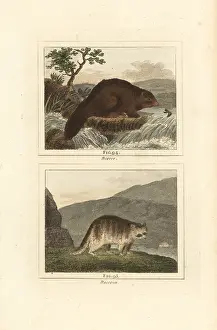 Raccoon: Beaver and raccoon