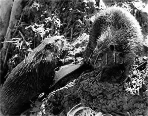 Beavers: BEAVER SPAT