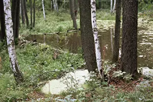 Beaver: Beaver weir, 1985