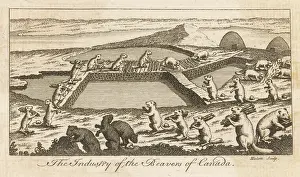 Operative: BEAVERS, 18TH CENTURY