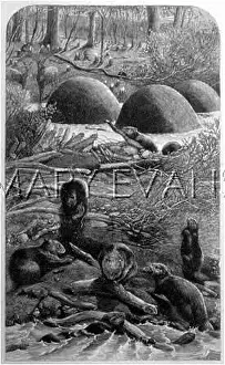 Beavers: BEAVERS