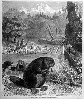Beavers: BEAVERS