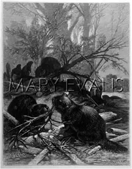 Beavers: BEAVERS (KELLENBACH)