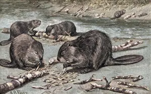 Beavers: BEAVERS AT WORK