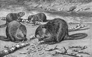 Beavers: BEAVERS AT WORK