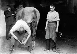 Farrier: Beckenham Blacksmith early 1900s