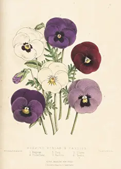 Reginae: Bedding violas and pansies