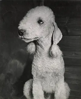 Bedlington: Bedlington terrier puppy