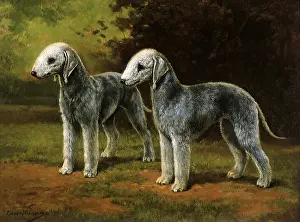 Groomed: Bedlington Terriers
