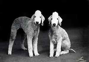 Bedlington: Bedlingtons - Brambledene Brione and Brambledene Ballerina