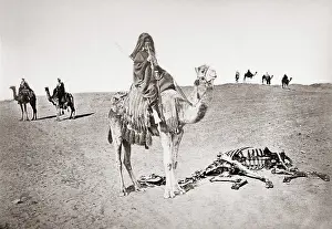 Bedouin: Bedouin on camel beside skeleton, Egypt, c.1880's