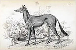 Aqaba: BEDOUIN GREYHOUND