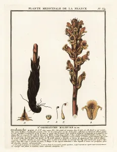 Colour Printing: Bedstraw broomrape; Orobanche caryophyllacea
