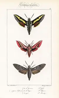 Pauquet: Bedstraw, elephant and pine hawkmoths