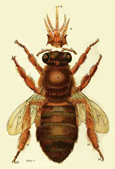 Apr20: Bee