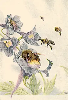 Hive: Bee Collecting Nectar