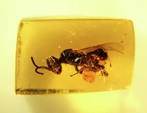 Anthophila: Bee in Dominican amber