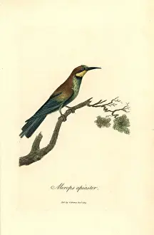 Merops: Bee-eater, Merops apiaster