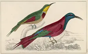 Eaters: TWO BEE-EATERS
