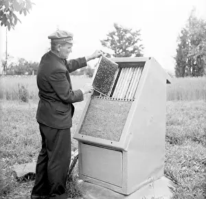 Sladek: Bee hive - bee keeper