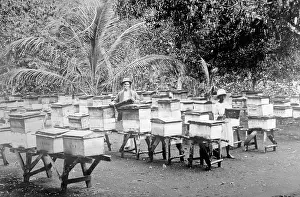 Mandeville: Bee hives, Mandeville, Jamaica