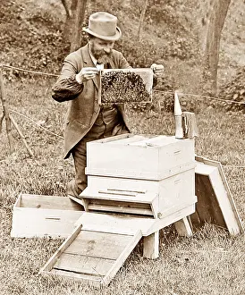Hive: Bee keeper