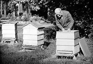 Hive: Bee keeper