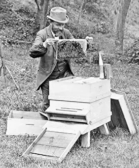 Hive: Bee Keeper Victorian period