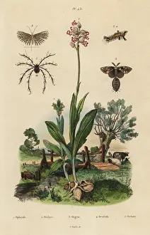 Fries: Bee orchid, monkey orchid, moths and mite