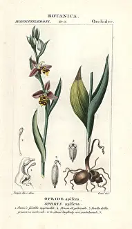 Batelli: Bee orchid, Ophrys apifera