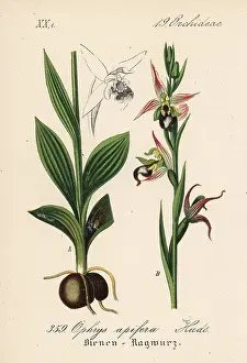 Ophrys: Bee orchid, Ophrys apifera