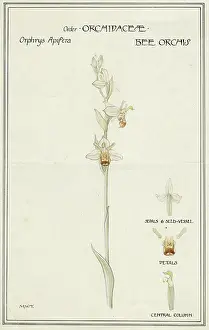 Orchis: Bee Orchis, order Orchidacae