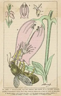 Pollinating: BEE POLLINATING