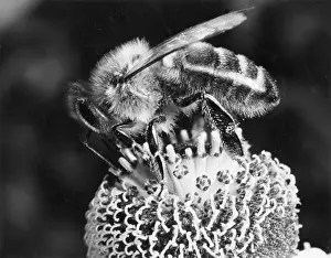 Bill Meadows: BEE ON A SNEEZEWEED