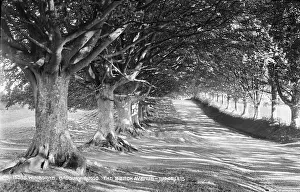 Wimborne: The Beech Avenue at Badbury Rings