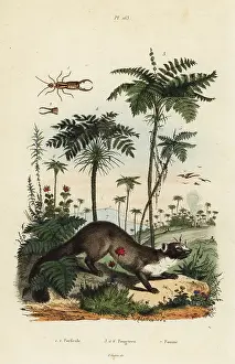 Fries: Beech marten, earwig and ferns
