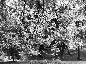 Drenched: BEECH TREE LEAVES
