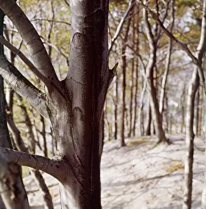 Clappers: Beech wood