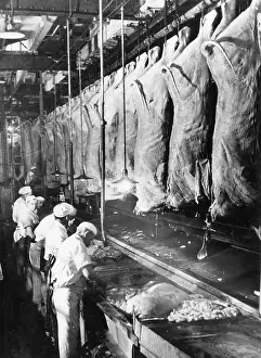 Carcasses: BEEF CARCASEES