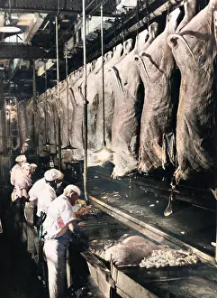 Carcasses: BEEF CARCASEES