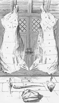 Joints: Beef cuts, 1857