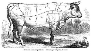 Joints: Beef Cuts Diagram - Meat Butchery - 1855